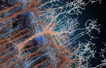 Néo-neurone activé par la lumière