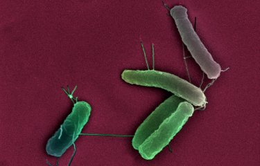 Bactéries Escherichia coli en microscopie electronique à balayage