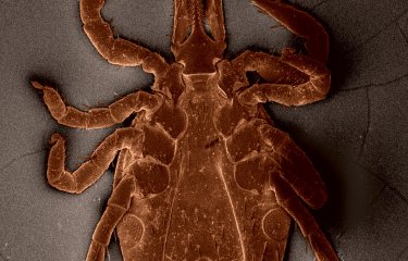Ixodes ricinus nymphe