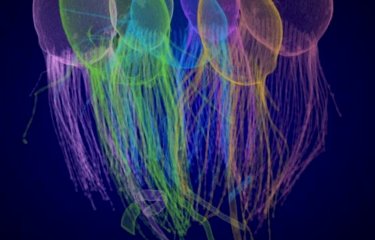 Reconstitution 3D d'une colonie de choanoflagellés Choanoeca flexa imagée par FIB-SEM (Focused Ion Beam - Scanning Electron Microscopy). Ici la colonie est montrée en conformation “flagelles-dedans”.