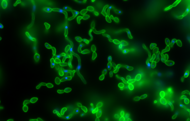 Candida albicans en microscopie à fluorescence © Institut Pasteur/Fabien Cottier et Emmanuelle Perret