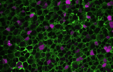 Cellules souches neurales © Institut Pasteur/Nicolas Dray, Laure Mancini, Laure Bally-Cuif