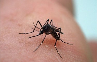 Le moustique Aedes aegypti est vecteur de la dengue, du chikungunya, de la fièvre jaune et de zika