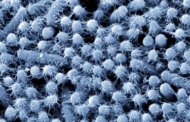 Escherichia coli uropathogènes dans un biofilm - Institut Pasteur