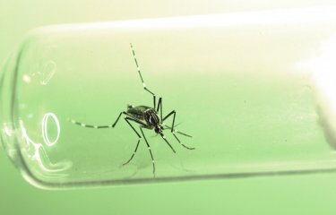 Moustique Aedes aegypti femelle