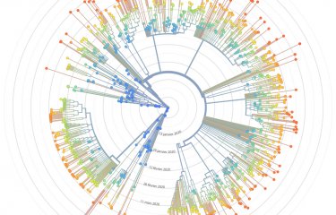 arbre_evolutif_sarscov2 copyright Institut Pasteur