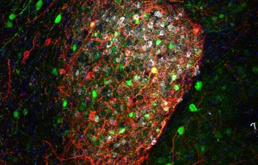  Les neurones de l'amygdale centrale median et les réponses de peur © Institut Pasteur/Ferdinand Jagot