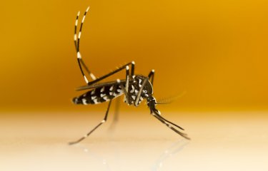 Moustique - Aedes albopictus © Gordon Zammit