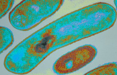 Listeria copyright Institut Pasteur