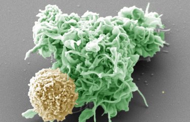 Interaction entre un lymphocyte et une cellule dendritique - Institut Pasteur