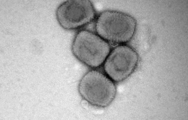 Virus cowpoxvirus de la même famille, extérieurement identique