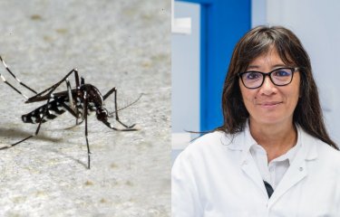 moustique-anna_bellla.jpg