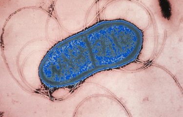 Serratia marcescens - Institut Pasteur