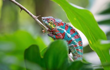 Photo illustrative Madagascar 
