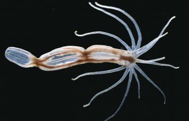 L’anémone de mer, un animal qui cache bien sa complexité