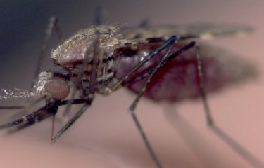  Moustique Anopheles gambiae