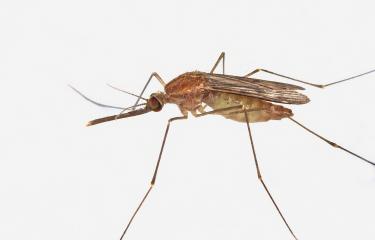 Paludisme : la multi-résistance aux traitements devient plus alarmante que jamais