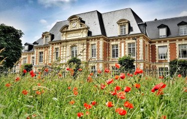 Duclaux Poppies