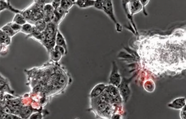 Eclairage sur la réplication du SARS-CoV-2 dans des cellules de chauve-souris