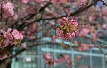 Cherry blossom and Pasteur Glasshouse