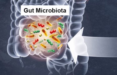 Decoding a direct dialog between the gut microbiota and the brain