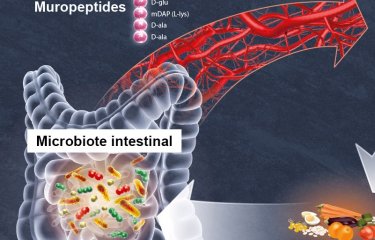 Décryptage d’un dialogue direct entre le microbiote intestinal et le cerveau