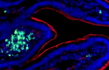 Découverte d’une fonction mémoire de l’immunité innée intestinale