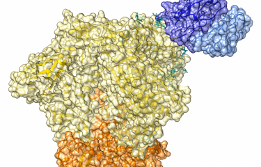 Rémission de l’infection par le VIH-1 : découverte d’anticorps neutralisants à large spectre impliqués dans le contrôle du virus