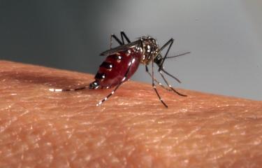 L’Institut Pasteur de la Guyane publie dans The Lancet, la première séquence génétique complète du virus Zika circulant en Amérique