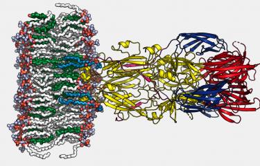 Virus de la fièvre de la Vallée du Rift : mise en évidence d’un mécanisme de l’infection - Institut Pasteur