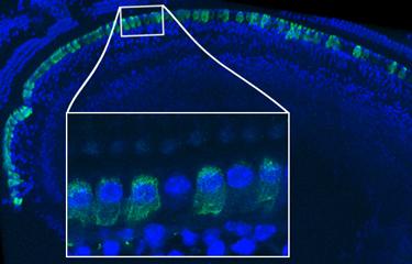 épithélium sensoriel d’une cochlée