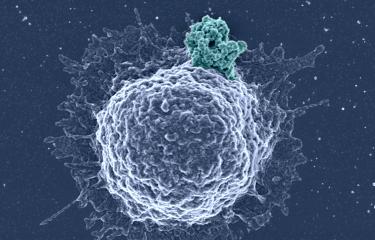 Biofilm viral et lymphocyte T - Institut Pasteur