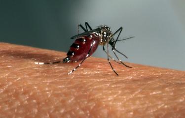 Aedes aegypti, moustique vecteur du zika - Institut Pasteur