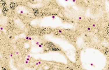 In-Cell-Art, l’Institut Pasteur et BioNet-Asia annoncent le développement en collaboration d’un candidat vaccin contre la dengue 