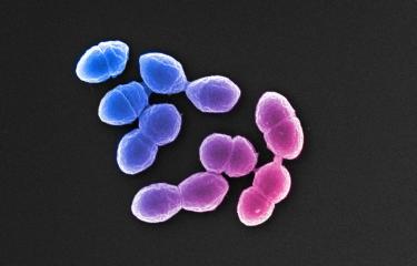 Enterococcus hirae - Institut Pasteur
