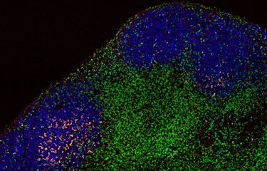 Anticorps anti-PD-1 - cellules T - ganglions lymphatiques - Institut Pasteur