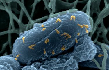 Bactériophage E. Coli - Institut Pasteur