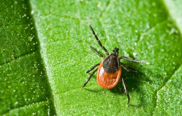 Ixodes ricinus - Institut Pasteur