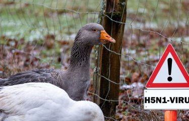 grippe aviaire - Institut Pasteur