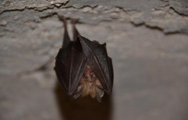 chauve-souris - Institut Pasteur