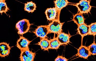 Nanotubes - Institut Pasteur