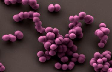 Staphylococcus staphylocoque - Institut Pasteur