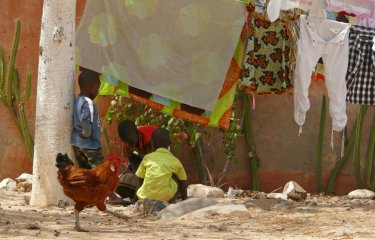 Volailles - Enfants - Sénégal - Institut Pasteur