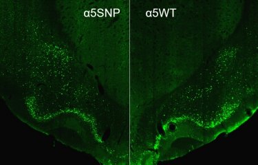 mutation SNPα5 - tabac -alcool - Institut Pasteur