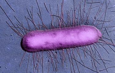 E. coli - institut pasteur