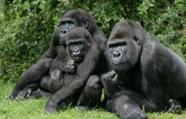 Western lowland gorilla © AdobeStock