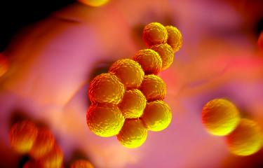 Staphylococcus aureus - Institut Pasteur