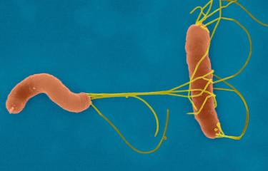 Helicobacter pylori - Institut Pasteur