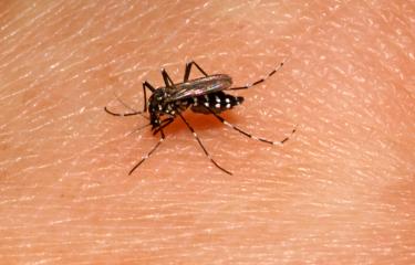Aedes albopictus - Institut Pasteur