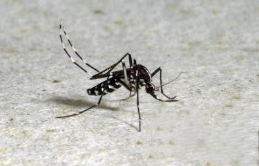 Aedes albopictus - Institut Pasteur